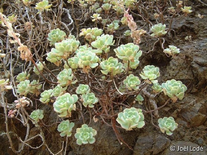 Aeonium castello-paivae (GO)